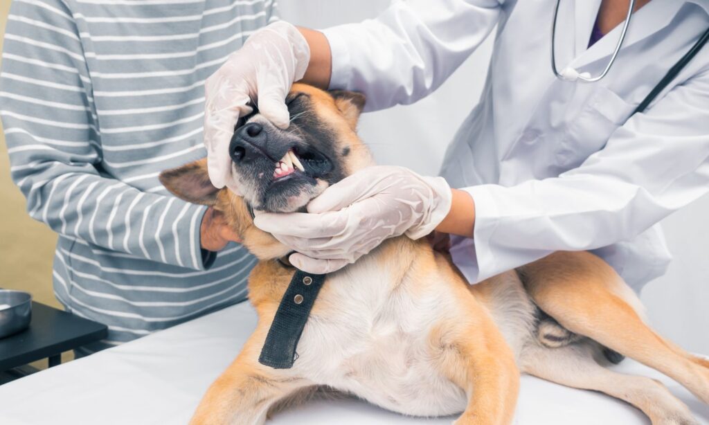 5 Best Companies for Pet Dental Insurance
