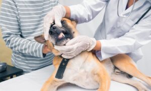 5 Best Companies for Pet Dental Insurance
